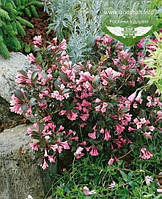 Weigela florida 'Nana Purpurea', Вейгела квітуча 'Нана Пурпуреа',P9 - горщик 9х9х9