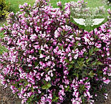 Weigela florida 'Nana Purpurea', Вейгела квітуча 'Нана Пурпуреа',P9 - горщик 9х9х9, фото 2