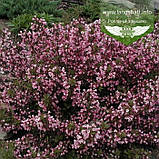 Weigela florida 'Nana Purpurea', Вейгела квітуча 'Нана Пурпуреа',P9 - горщик 9х9х9, фото 3