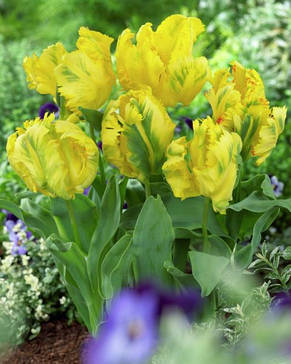 Тюльпан папуговий Texas Gold (Техас Голд), 3 цибулини 11/12, фото 2