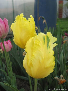 Тюльпан папуговий Texas Gold (Техас Голд), 3 цибулини 11/12, фото 3