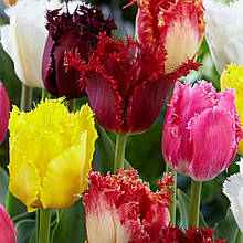 Суміш оторочених тюльпанів, 9 цибулин