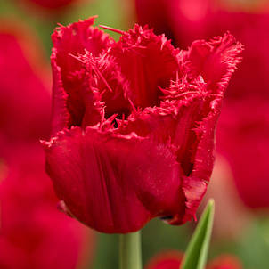 Тюльпан оторочений Red Wing (Ред уінг), 3 цибулини, фото 2