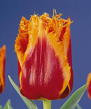 Тюльпан Palmares (Палмарес) оторочений 3 цибулинки