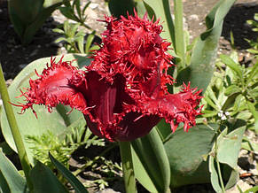 Тюльпан Valerij Gergiev (Валерій Гергієв) оторочений 3 цибулини, фото 4