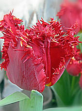 Тюльпан Valerij Gergiev (Валерій Гергієв) оторочений 3 цибулини, фото 3