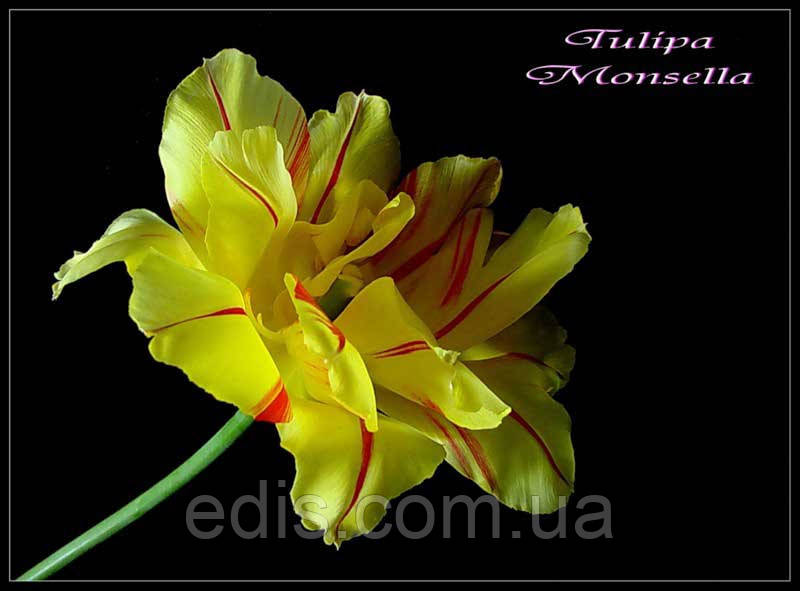 Тюльпан махровый ранний Monsella (Монселла) 3 шт./уп. - фото 2 - id-p313859134