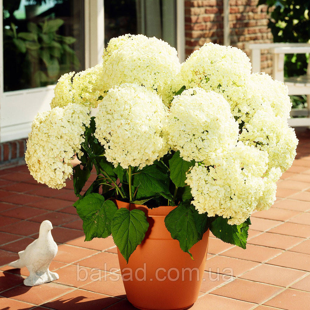Гортензія деревоподібна Аннабель / Р14 / Hydrangea Annabelle