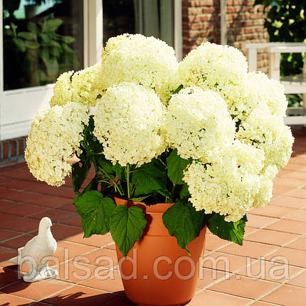 Гортензія деревоподібна Аннабель / Р14 / Hydrangea Annabelle, фото 1
