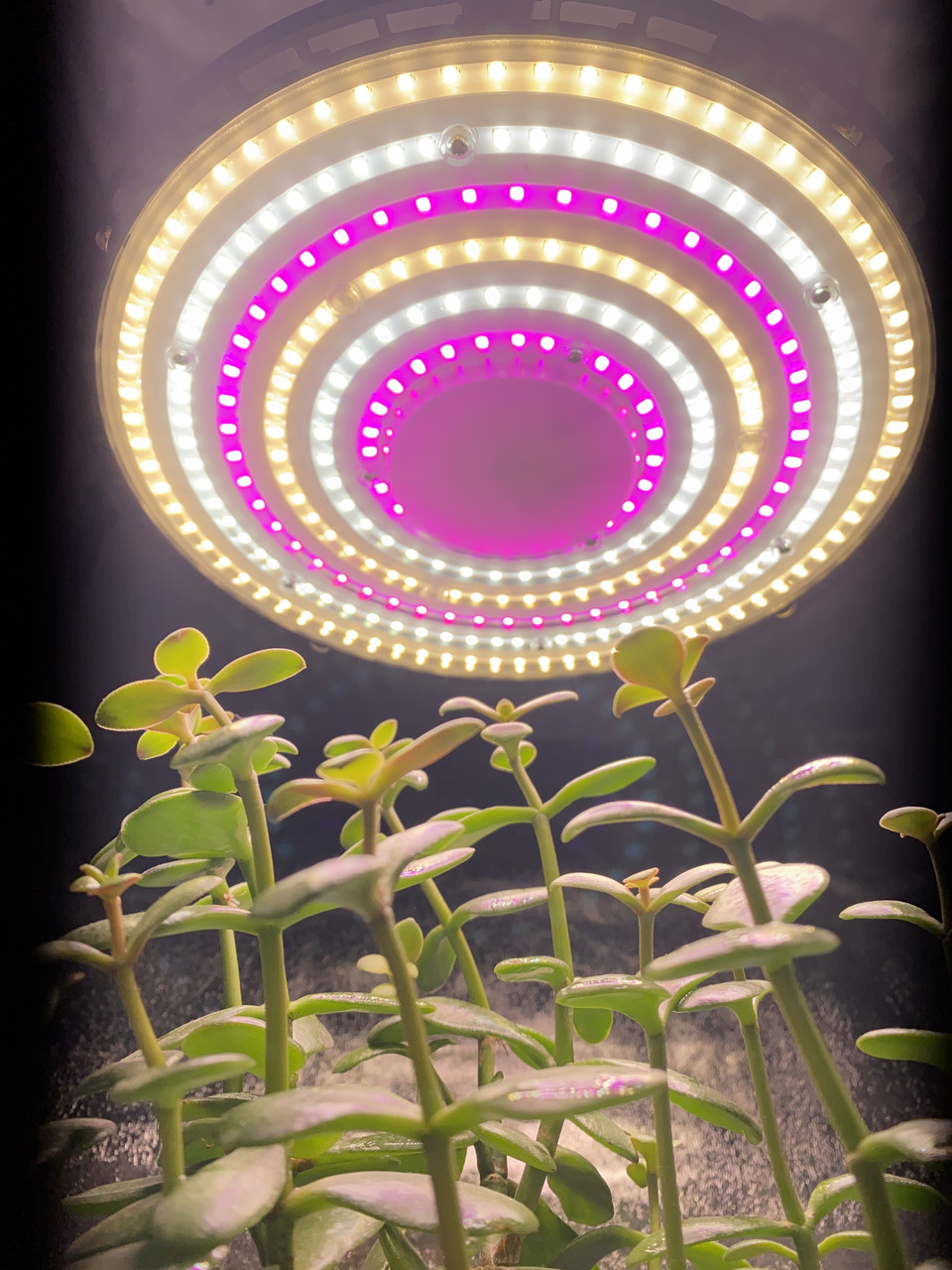 200 W 288LED Лампа для рослин "Фітоспот 2" (UFO Фітолампа Світильник Гроубокс Теплиця Повний спектр)