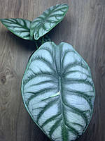 Алоказия Дракон Скэйл Alocasia Dragon Scale | Высота 35-40 см.