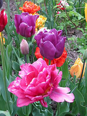 Тюльпан махровий ранній Margarita (Маргарита) 3 цибулини, фото 4