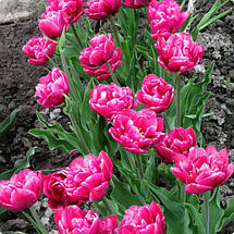 Тюльпан махровий ранній Margarita (Маргарита) 3 цибулини, фото 5