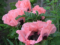 Мак восточный розовый Лилак Герл (Papaver Orientale Lilac Girl)