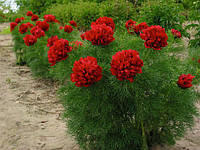 Пион Рубра Плена Тенуифолия (Tenuifolia Rubra Plena)