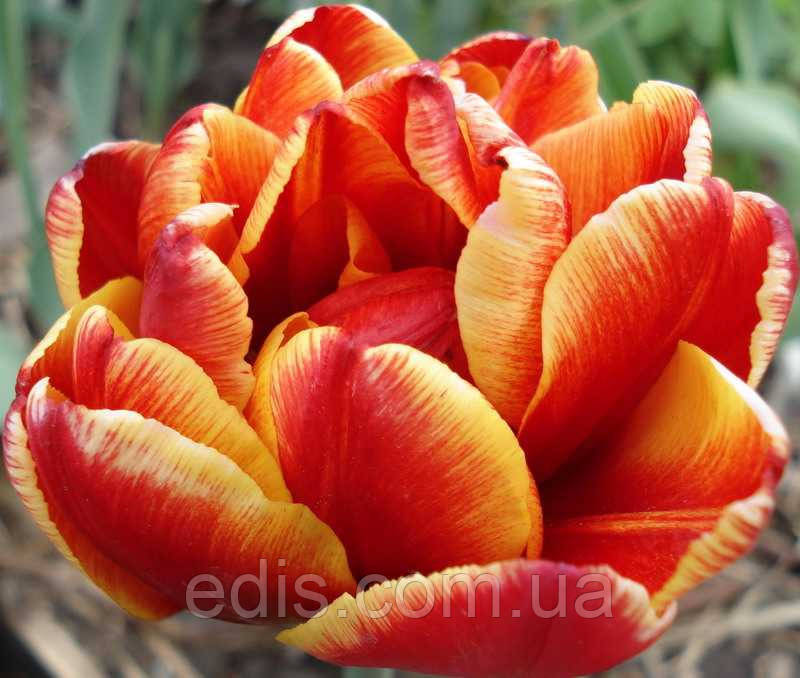 Тюльпан махровий пізній Allegretto (Алегретто),3 цибулини