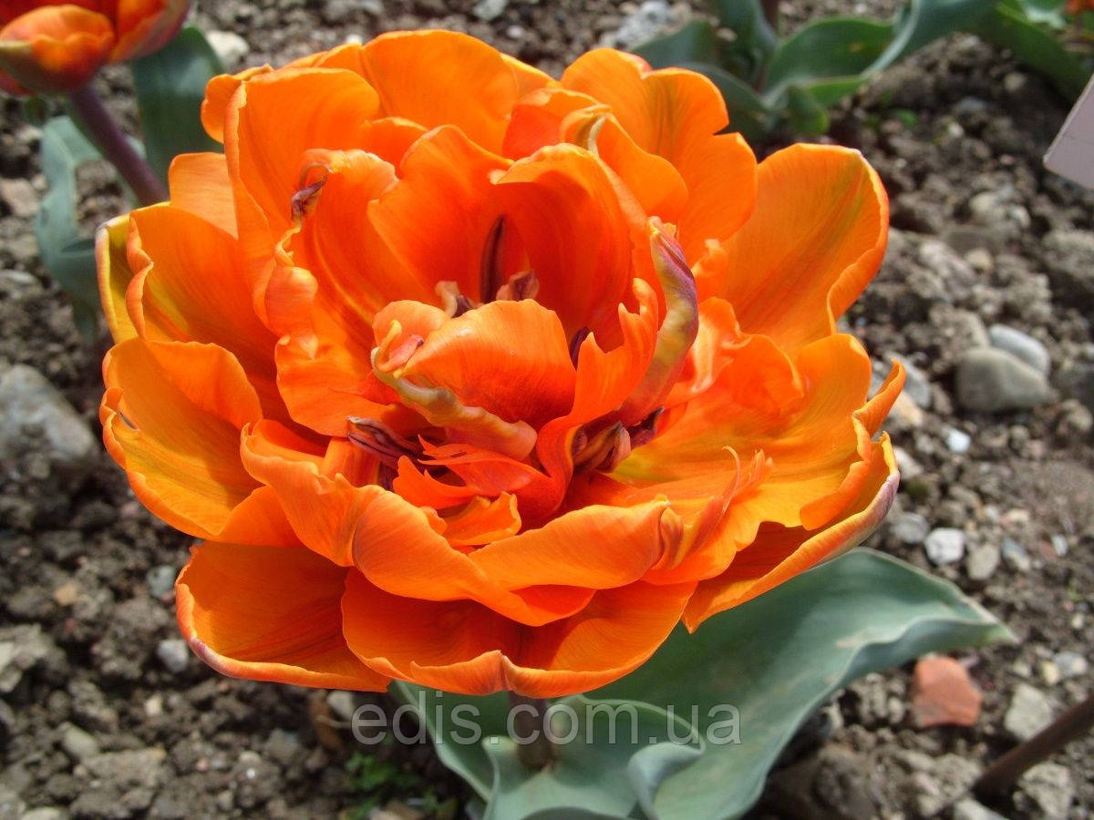 Тюльпан махровий ранній Orange Princess 3 цибулинки 11/12