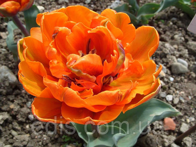 Тюльпан махровий ранній Orange Princess 3 цибулинки 11/12, фото 1