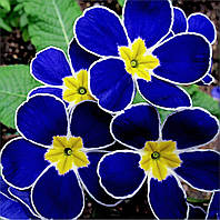 Примула Блу Примроуз (Blue Primrose)