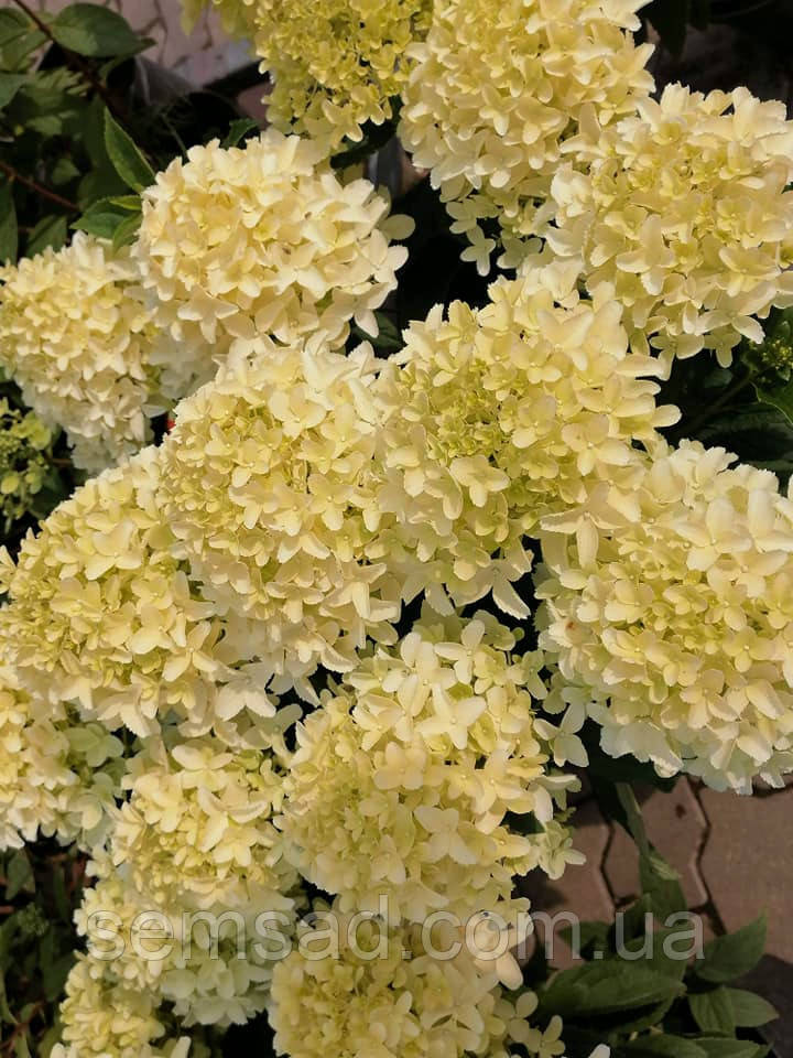 Гортензія волотиста Уайтлайт \ hydrangea paniculata Whitelight (саджанці 3 роки С5л ) Новинка