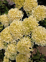 Гортензия метельчатая Уайтлайт \ hydrangea paniculata Whitelight ( саженцы 3 года С5л ) Новинка