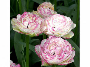 Тюльпан махровий пізній Double Touch 3 цибулинки 11/12, фото 2