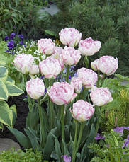 Тюльпан махровий пізній Double Touch 3 цибулинки 11/12, фото 3