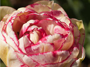 Тюльпан махровий пізній Double Touch 3 цибулинки 11/12, фото 4