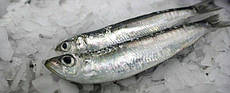 Сардина свіжоморожена.