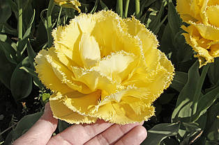 Тюльпан махровий Moon Amour (Мон Амур ) оторочений 3 цибулинки