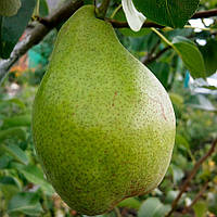 Саджанці груші