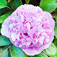 Півонія Colorful Painting деревоподібний (сажінці)