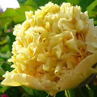 Півонія Yaos Yellow Yao Huang деревоподібний (сажінки)