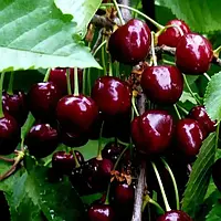 Черешня Джорджія (дворічний, ЗКС)