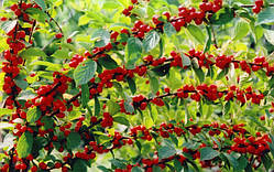 Вишня Повстяна (Однорічний, ОКС)