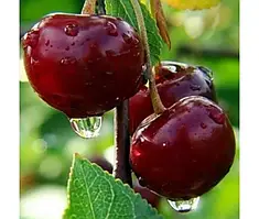 Вишня Кармін Джуел (Однорічний, ОКС)