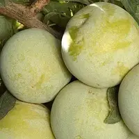 Алича Флавор Квін (Однорічний, ОКС)