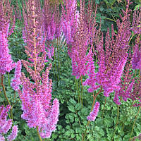 Саджанці астильби