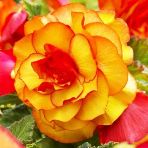 Бігонія Picotee Yellow Red (полуниці)