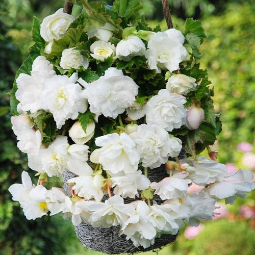Бігонія Pendula Cascade White (полуниці)