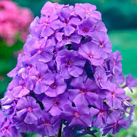 Флокс Аметист (сажники)