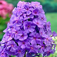 Флокс Amethyst (сажниці)