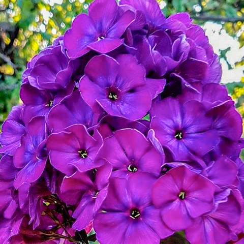 Флокс Nicky (сажани), фото 1