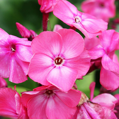 Флокс Rijnstroom (сажі), фото 1