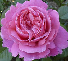 Троянди чайно-гібридні