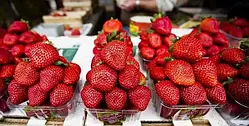 Полуниця Еверлі (ОКС)