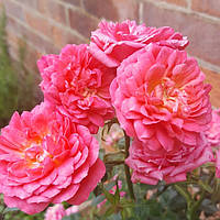 Карликові троянди