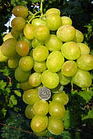 Виноград Синдикат (Однорічний, ВКБ)