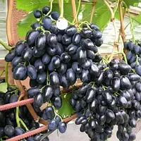Виноград Чорна пантера (Однорічний, ВКБ)