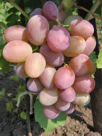 Виноград Мрія Тетяни (Однорічний, ВКБ)